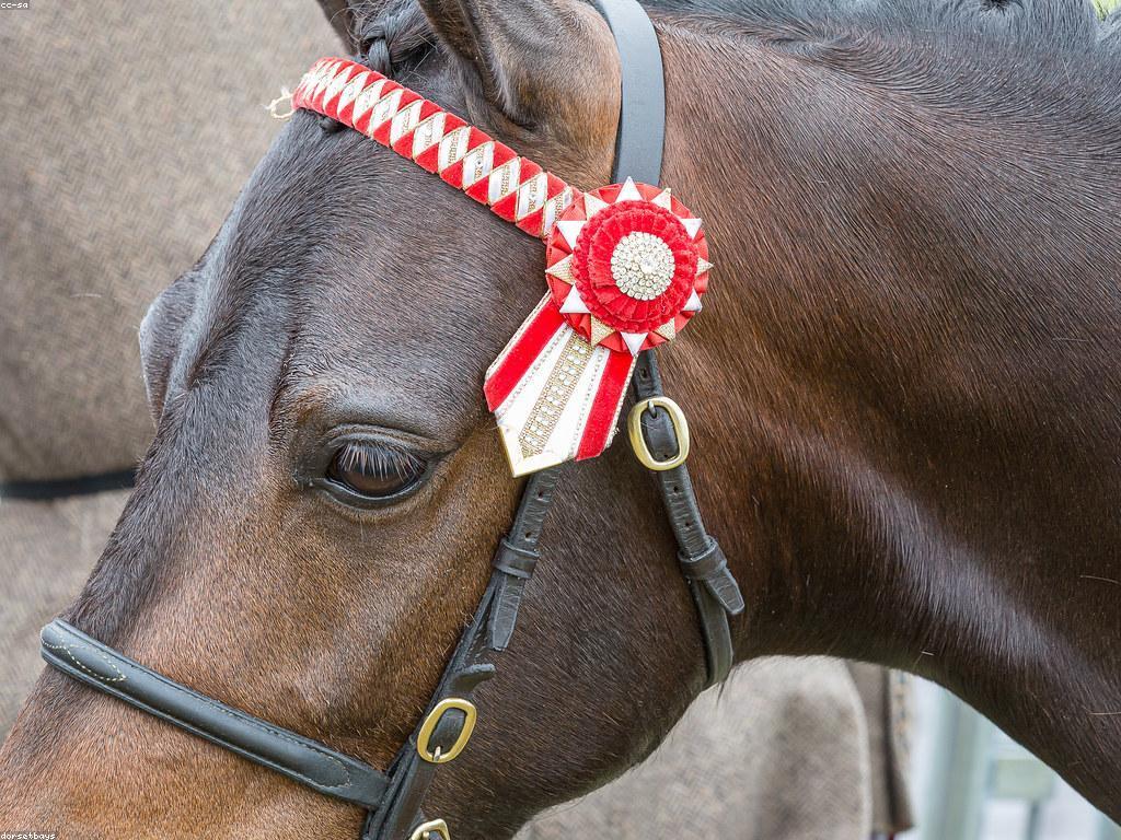 យុទ្ធសាស្ត្រសំរាប់ការឈ្នះក្នុងការប្រកួតនិងពានរង្វាន់