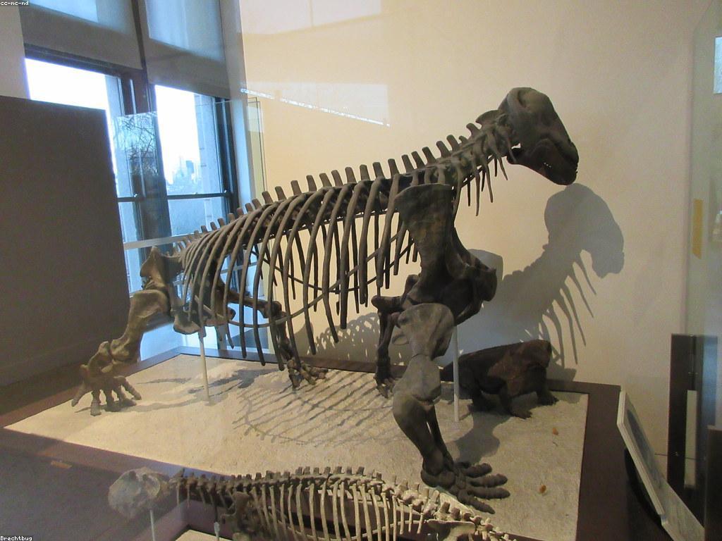 ស្លុតថ្មីៗ: ការពិពណ៌នាអំពីស្លុតនិងការថែទាំ