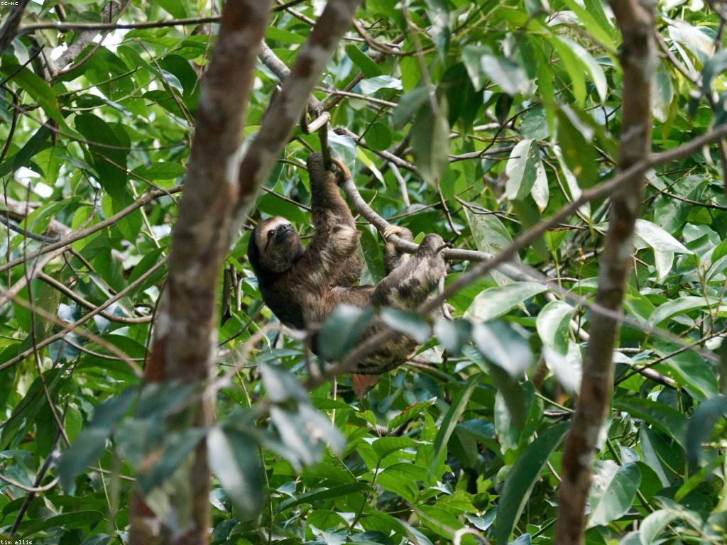 ស្លុតថ្មីៗ: ការពិពណ៌នាអំពីស្លុតនិងការថែទាំ