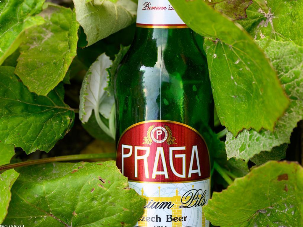 ការណែនាំអំពីបៀ